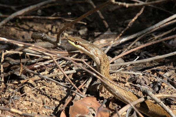 Alsophis portoricensis anegadae - The Puerto Rican Racer aka Common Snake