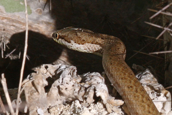 Alsophis portoricensis anegadae - The Puerto Rican Racer aka Common Snake