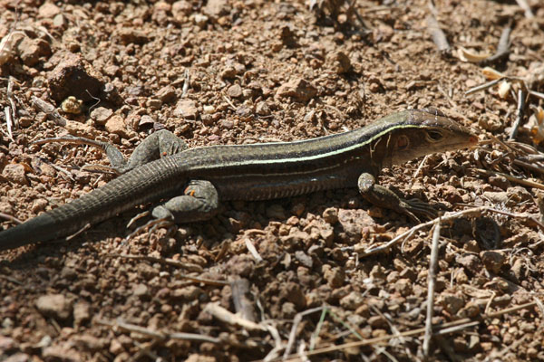 Ameiva exsul exsul - The Puerto Rican Ground Lizard