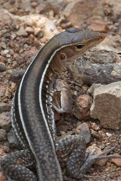 Ameiva exsul exsul - The Puerto Rican Ground Lizard