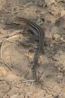 Ameiva exsul exsul - The Puerto Rican Ground Lizard