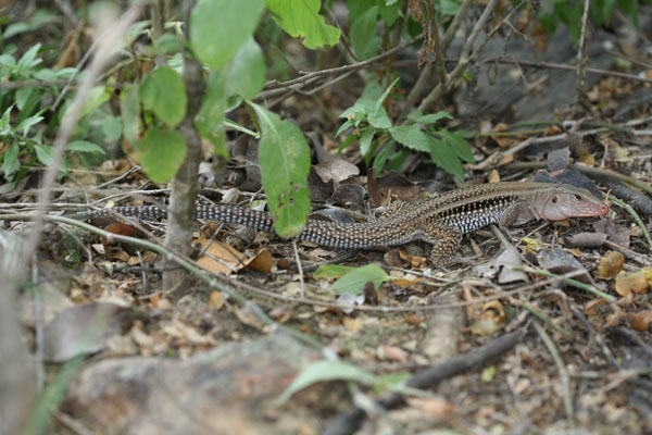 Ameiva exsul exsul - The Puerto Rican Ground Lizard