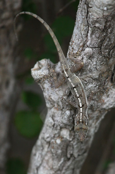 Anolis cristatellus wileyae - The Crested Anole aka Eastern Puerto Rican Crested Anole