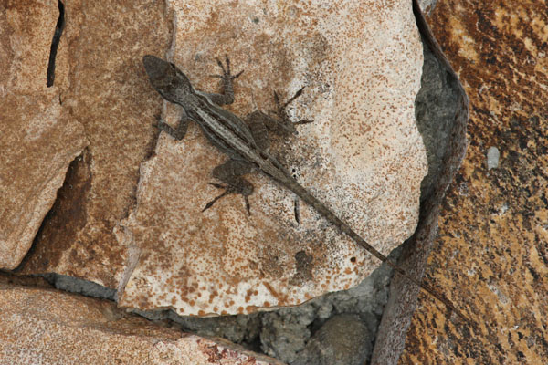 Anolis cristatellus wileyae - The Crested Anole aka Eastern Puerto Rican Crested Anole