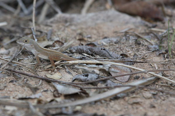 Anolis cristatellus wileyae - The Crested Anole aka Eastern Puerto Rican Crested Anole