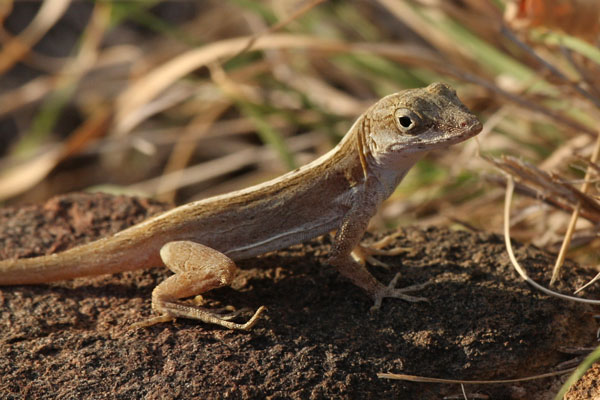 Anolis cristatellus wileyae - The Crested Anole aka Eastern Puerto Rican Crested Anole