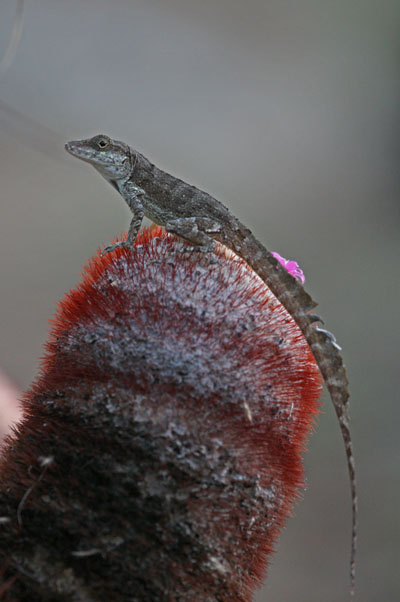 Anolis cristatellus wileyae - The Crested Anole aka Eastern Puerto Rican Crested Anole