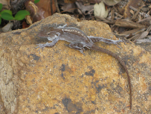 Anolis cristatellus wileyae - The Crested Anole aka Eastern Puerto Rican Crested Anole