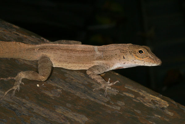 Anolis cristatellus wileyae - The Crested Anole aka Eastern Puerto Rican Crested Anole