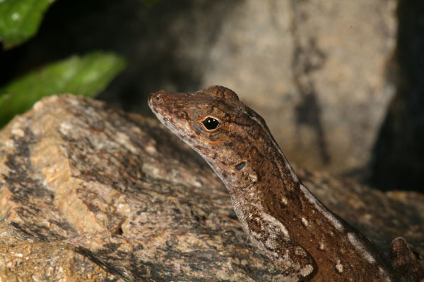 Anolis cristatellus wileyae - The Crested Anole aka Eastern Puerto Rican Crested Anole