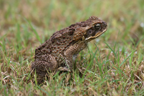 Bufo marinus - The Cane Toad
