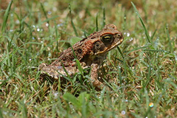 Bufo marinus - The Cane Toad