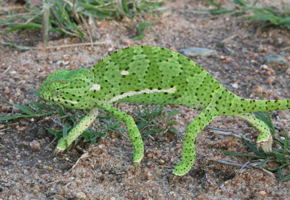 Chamaeleo dilepis - The Flapnecked Chameleon