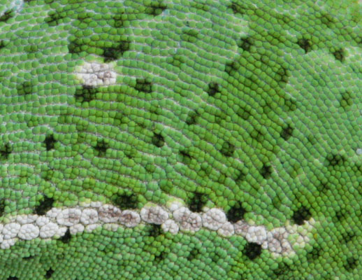 Chamaeleo dilepis - The Flapnecked Chameleon