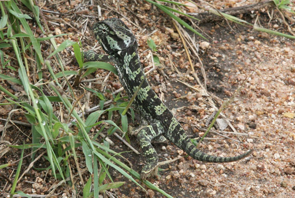 Chamaeleo dilepis - The Flapnecked Chameleon