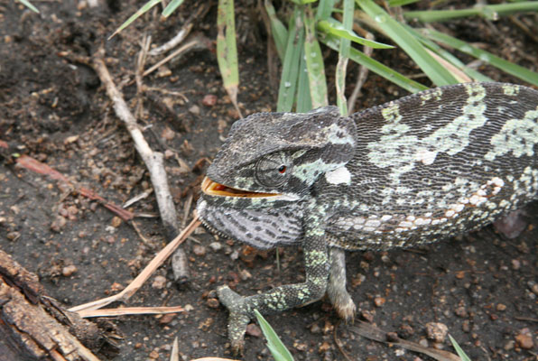 Chamaeleo dilepis - The Flapnecked Chameleon