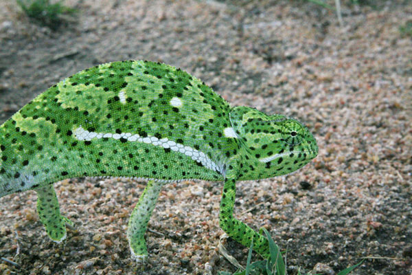 Chamaeleo dilepis - The Flapnecked Chameleon