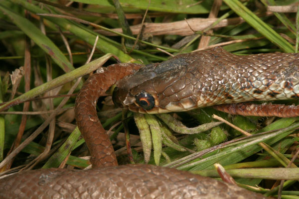 Coluber mormon - The Western Yellow-bellied Racer