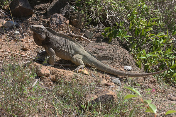 Cyclura pinguis - The Stout Iguana aka Anegada Ground Iguana