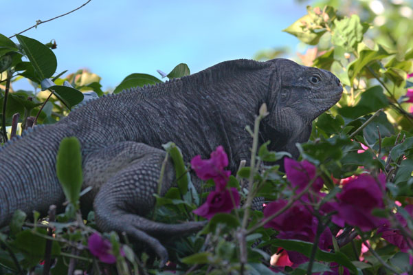 Cyclura pinguis - The Stout Iguana aka Anegada Ground Iguana