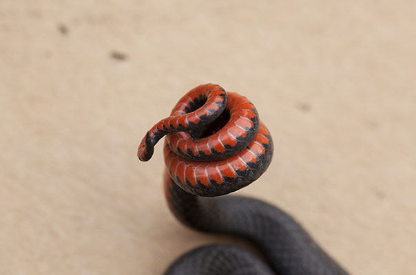 Diadophis punctatus amabilis - The Pacific Ringneck Snake aka Pacific Ring-necked Snake