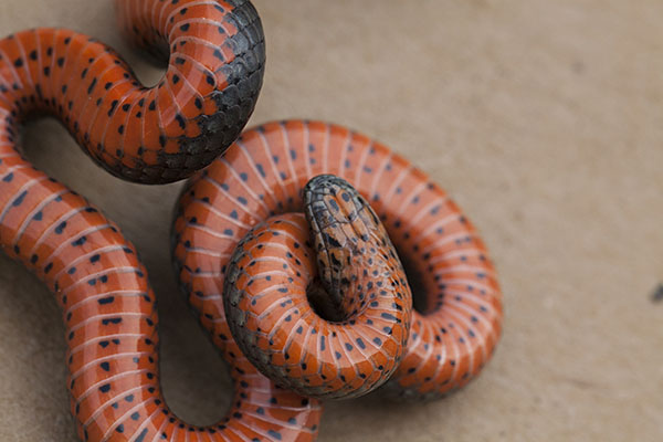 Diadophis punctatus amabilis - The Pacific Ringneck Snake aka Pacific Ring-necked Snake