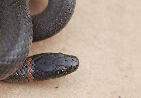 Diadophis punctatus amabilis - The Pacific Ringneck Snake aka Pacific Ring-necked Snake