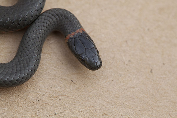 Diadophis punctatus amabilis - The Pacific Ringneck Snake aka Pacific Ring-necked Snake