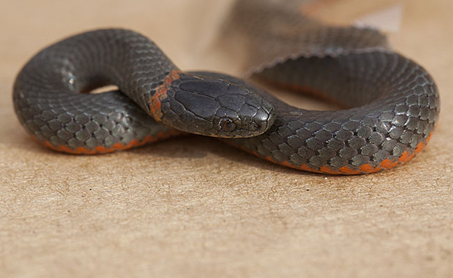 Diadophis punctatus amabilis - The Pacific Ringneck Snake aka Pacific Ring-necked Snake