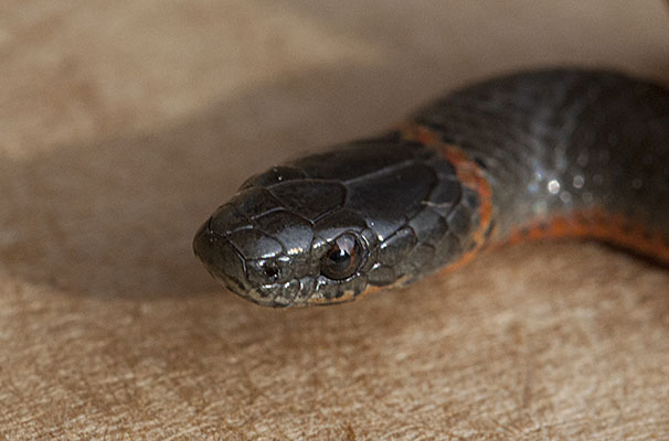 Diadophis punctatus amabilis - The Pacific Ringneck Snake aka Pacific Ring-necked Snake