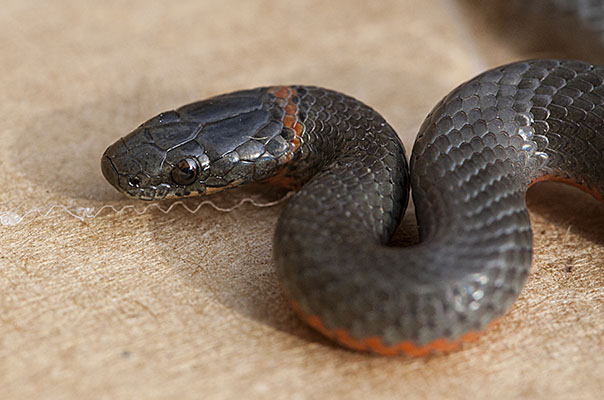 Diadophis punctatus amabilis - The Pacific Ringneck Snake aka Pacific Ring-necked Snake