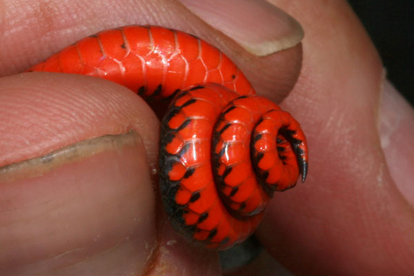 Diadophis punctatus occidentalis - The Northwestern Ringneck Snake aka Northwestern Ring-necked Snake