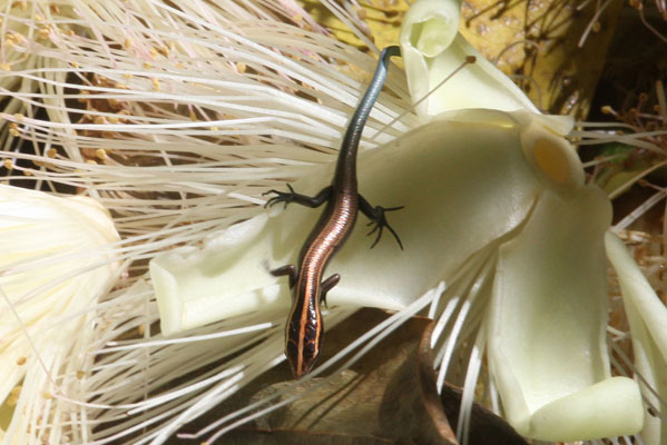 Emoia impar - The Blue-tailed copper-striped Skink aka Inland Blue-tailed Skink