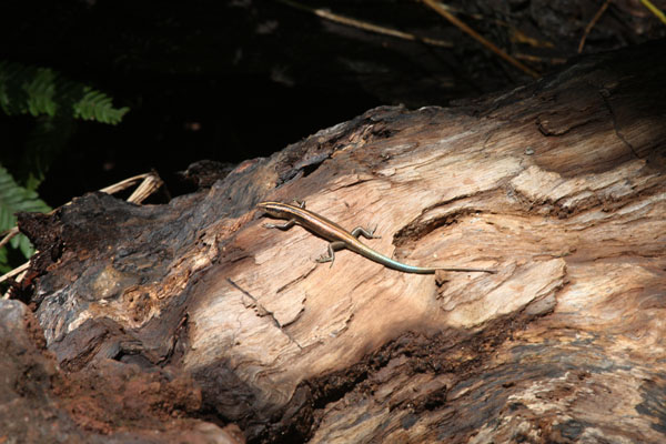 Emoia impar - The Blue-tailed copper-striped Skink aka Inland Blue-tailed Skink