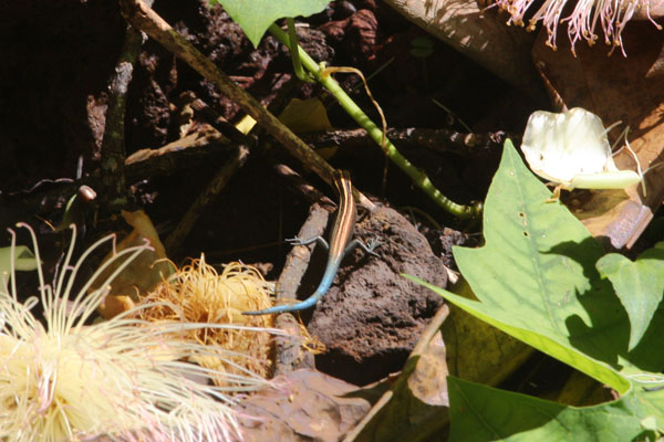 Emoia impar - The Blue-tailed copper-striped Skink aka Inland Blue-tailed Skink