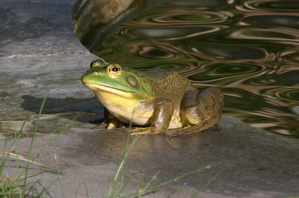 Lithobates catesbelanus - The American Bullfrog