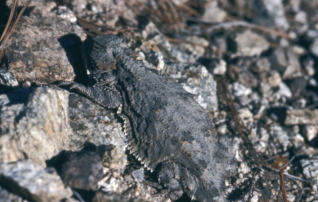 Phrynosoma hernandesi - The Mountain Short-horned Lizard aka Greater Short-horned Lizard aka Hernandez's Short-horned Lizard