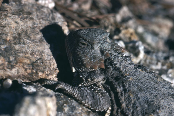 Phrynosoma hernandesi - The Mountain Short-horned Lizard aka Greater Short-horned Lizard aka Hernandez's Short-horned Lizard