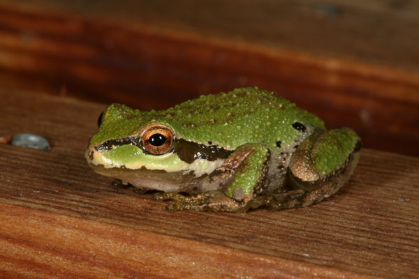 Pseudacris regilla - The Pacific Tree Frog