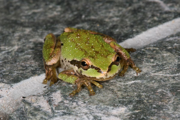 Pseudacris regilla - The Pacific Tree Frog