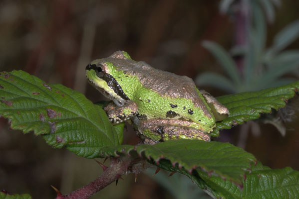 Pseudacris regilla - The Pacific Tree Frog