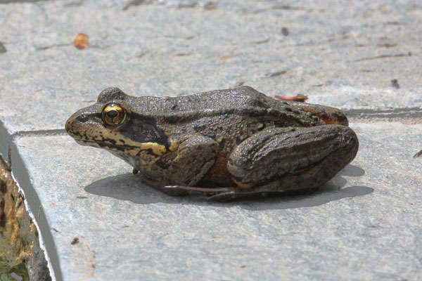 Rana aurora aurora - The Northern Red-legged Frog