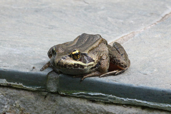 Rana aurora aurora - The Northern Red-legged Frog