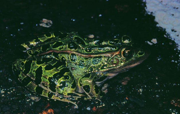 Rana pipiens pipiens - The Northern Leopard Frog