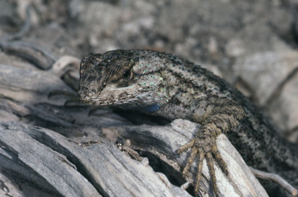 Sceloporus occidentalis longipes - The Western Fence Lizard aka Great Basin Fence Lizard