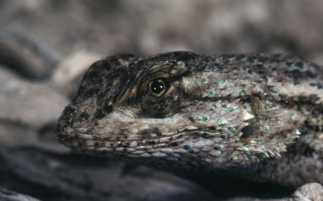 Sceloporus occidentalis longipes - The Western Fence Lizard aka Great Basin Fence Lizard