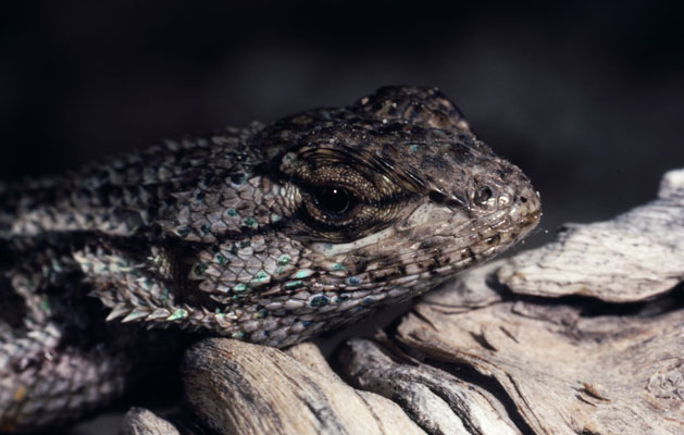 Sceloporus occidentalis longipes - The Western Fence Lizard aka Great Basin Fence Lizard