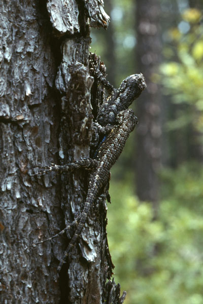 Sceloporus undulatus undulatus - The Southern Fence Lizard