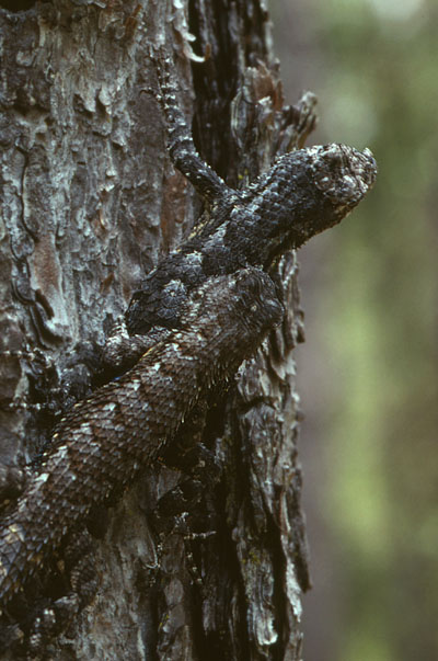 Sceloporus undulatus undulatus - The Southern Fence Lizard