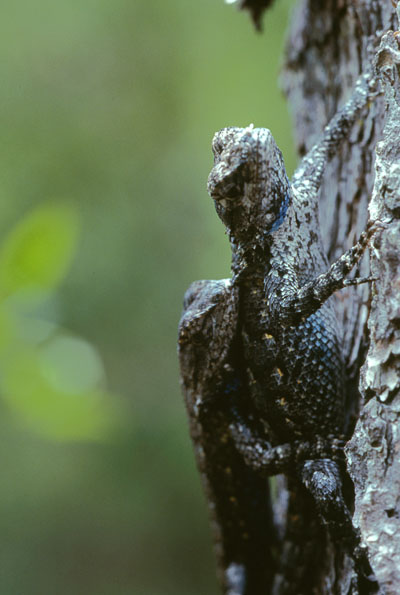 Sceloporus undulatus undulatus - The Southern Fence Lizard